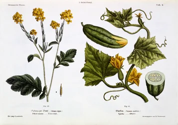Sinapis nigra (ryc. 13), Cucumis Sativus (ryc. 14), z „Der Junge Landwirth”, wydana w 1845 r. (płyta lito kolorowana ręcznie)